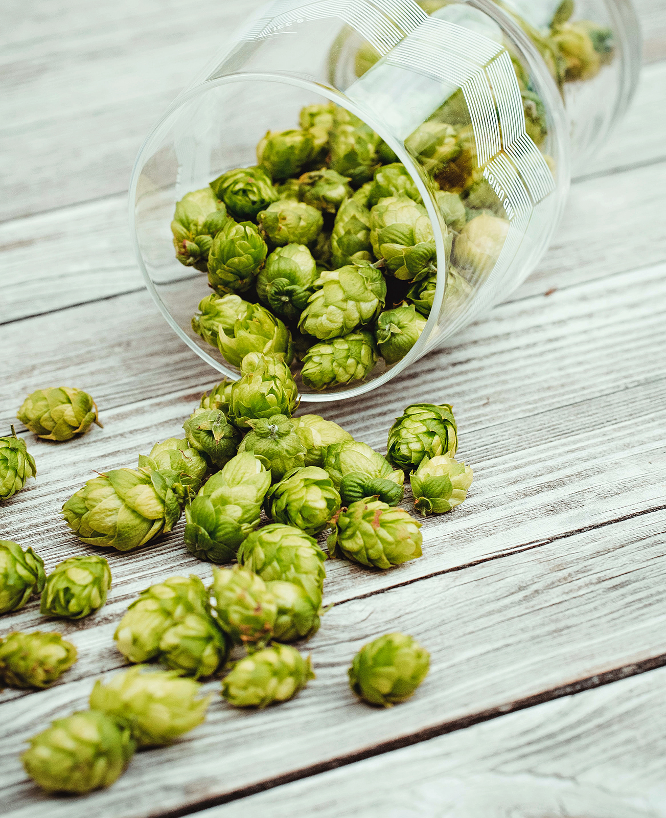 Hop of beer
